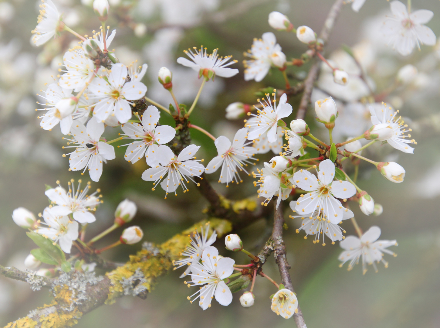 Mirabellenblüte 