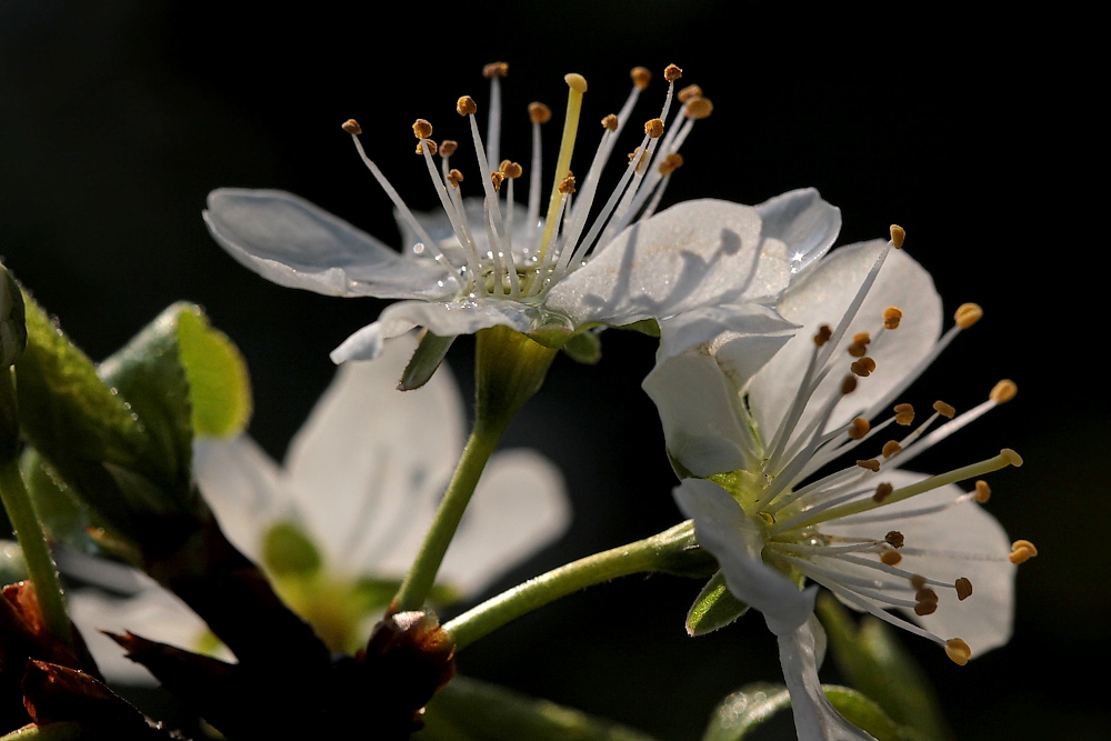 Mirabellenblüte