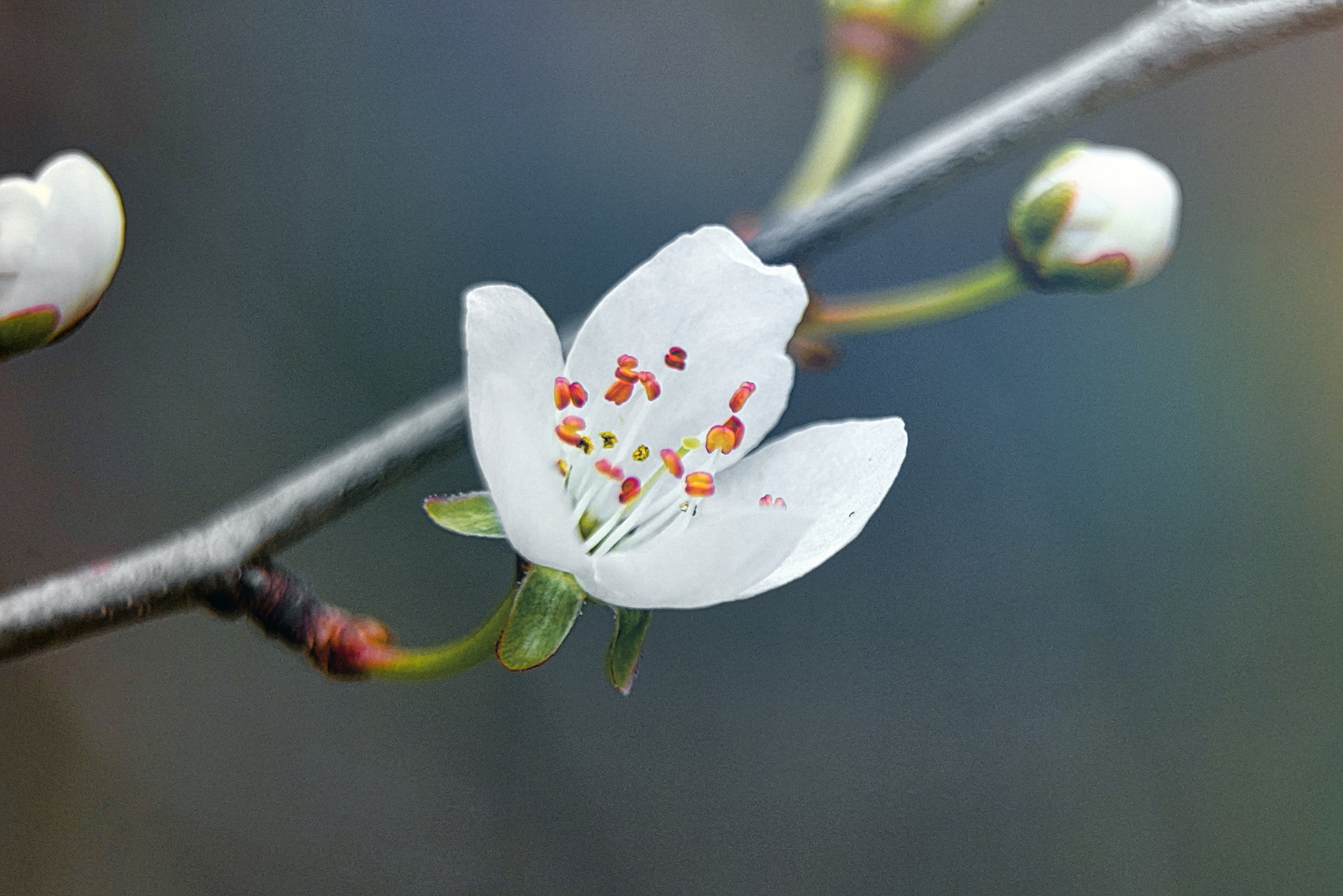 Mirabellenblüte