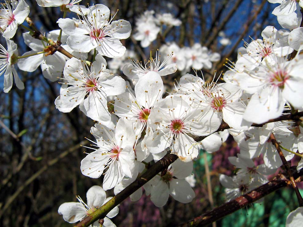 Mirabellenblüte