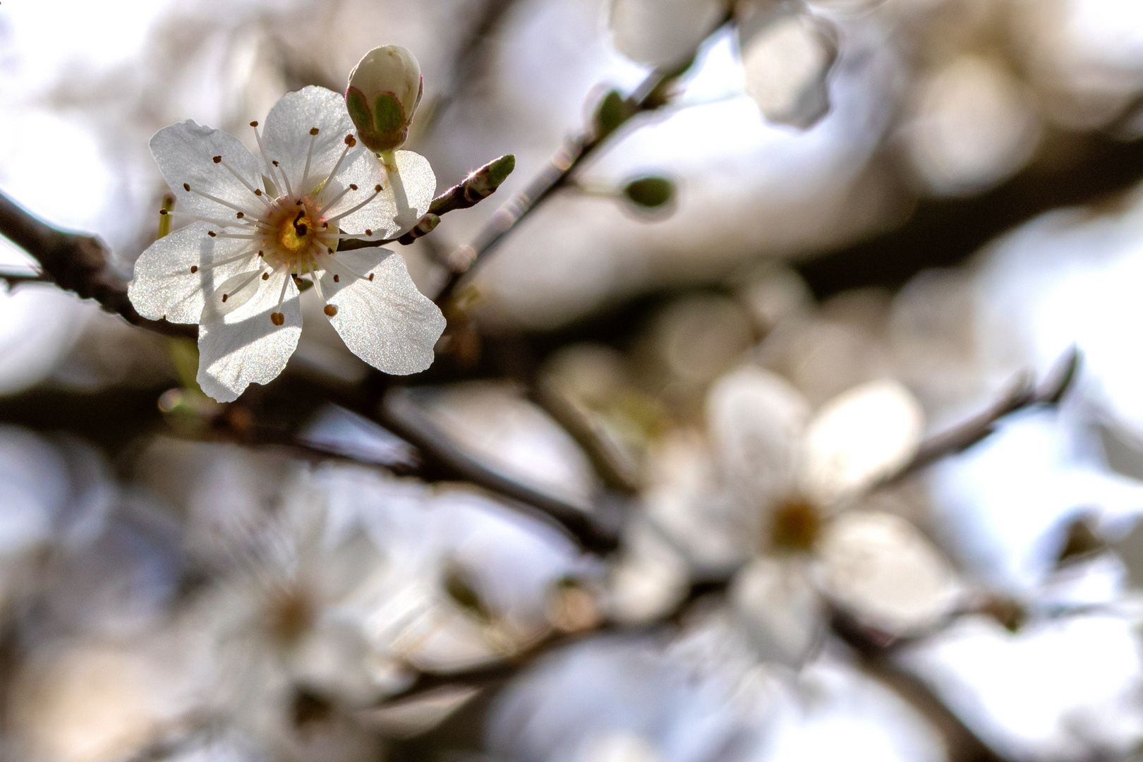 Mirabellenblüte