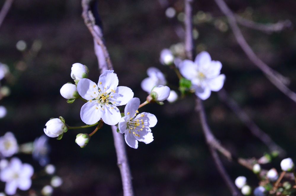 Mirabellenblüte