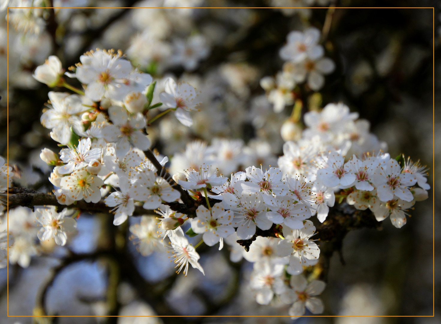 ~ Mirabellenblüte ~