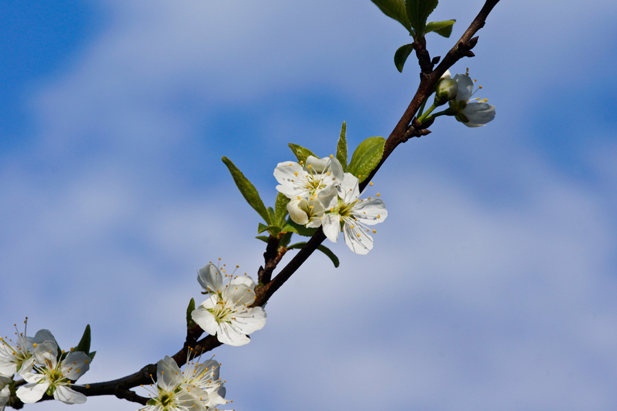 Mirabellenblüte