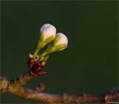 Mirabellenblüte