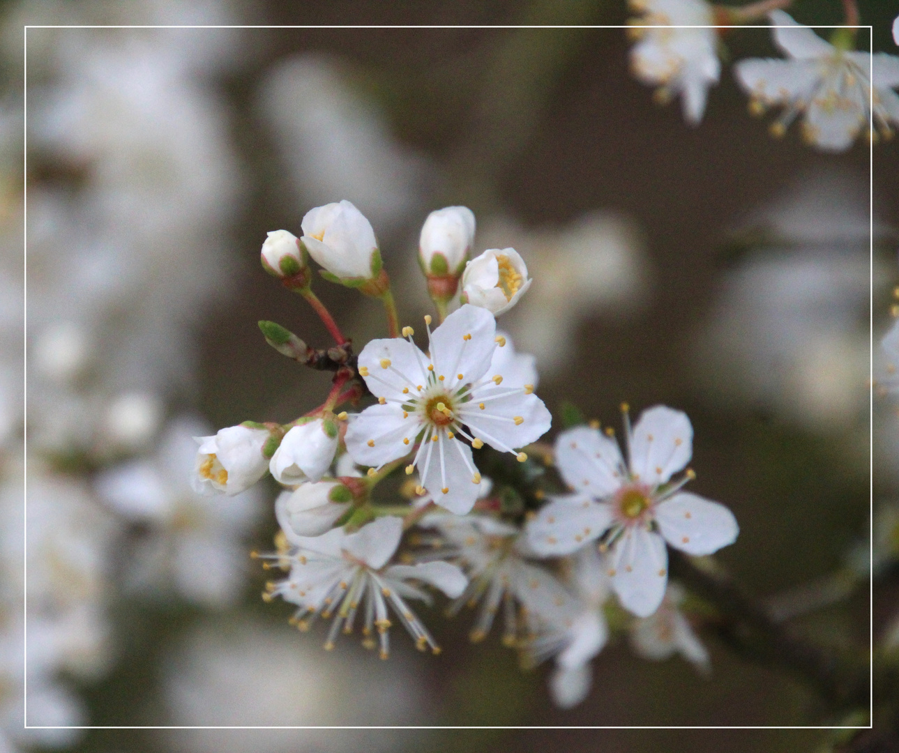  Mirabellenblüte  