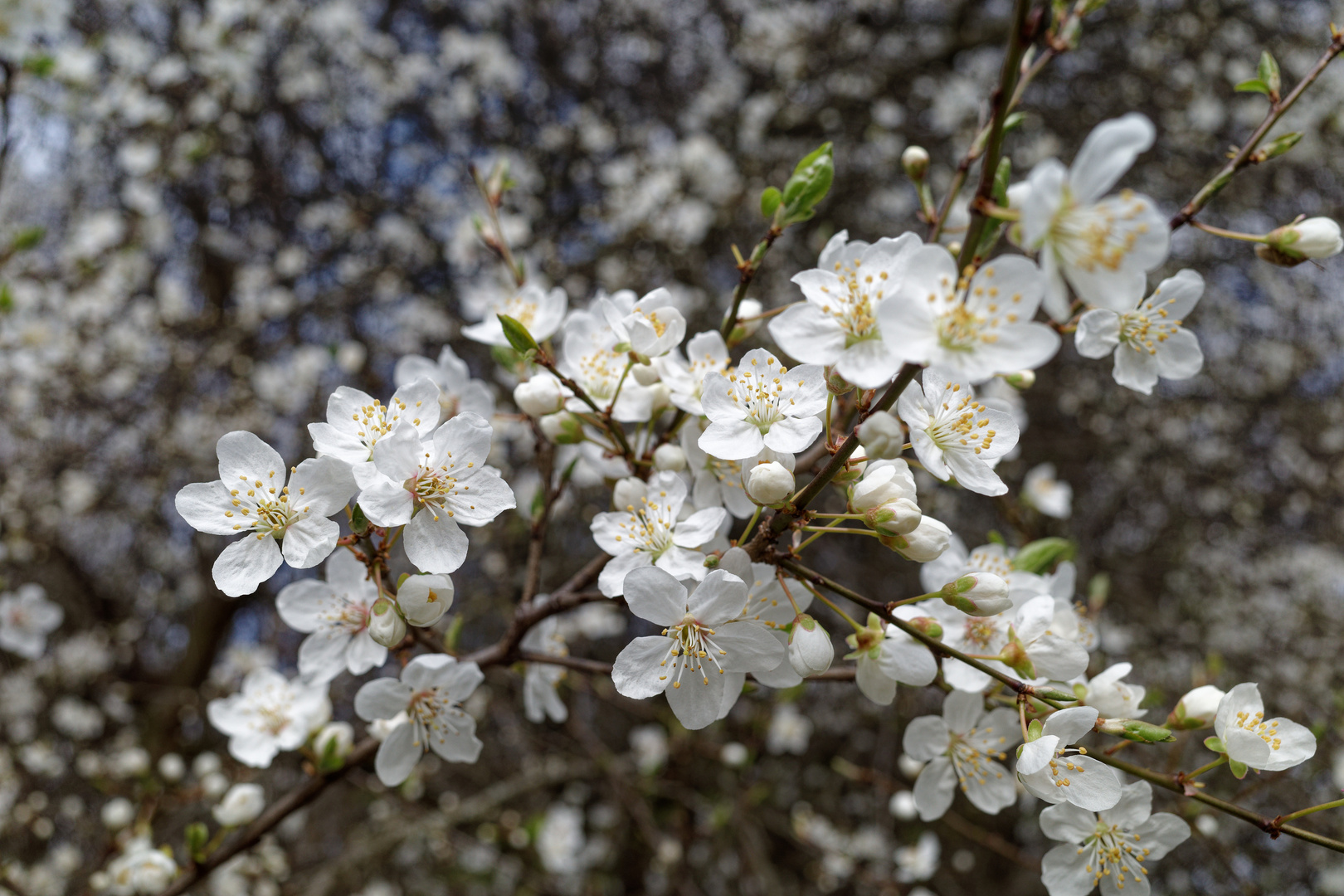 Mirabellenblüte