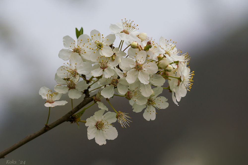 Mirabellenblüte