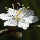 Mirabellenblüte für Iris