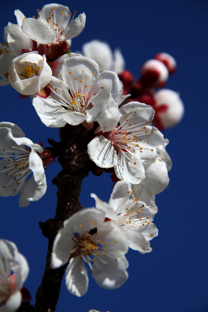 Mirabellenblüte im Frühjahr