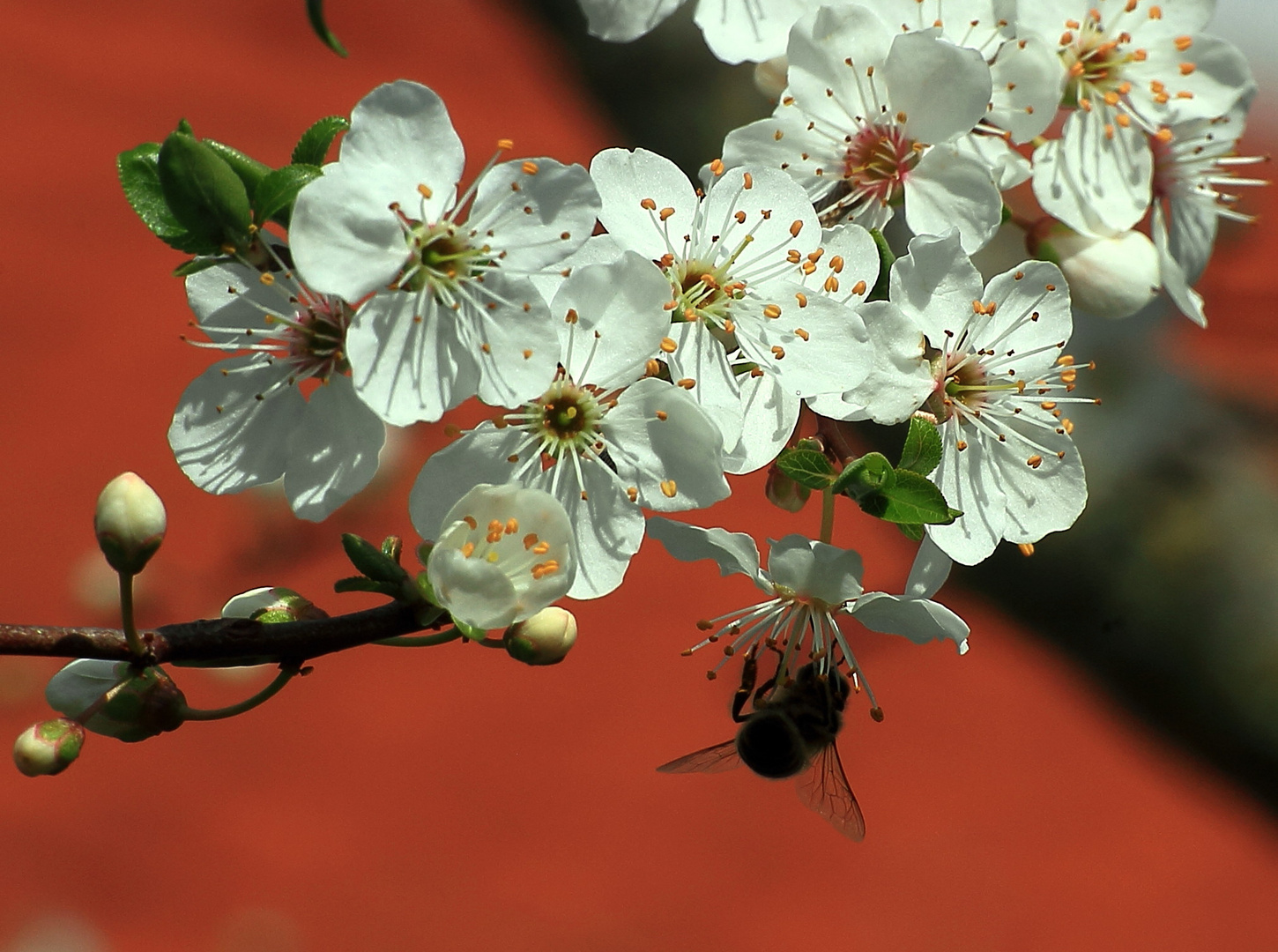 Mirabellenblüte mit Anhängsel