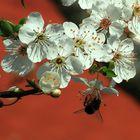 Mirabellenblüte mit Anhängsel