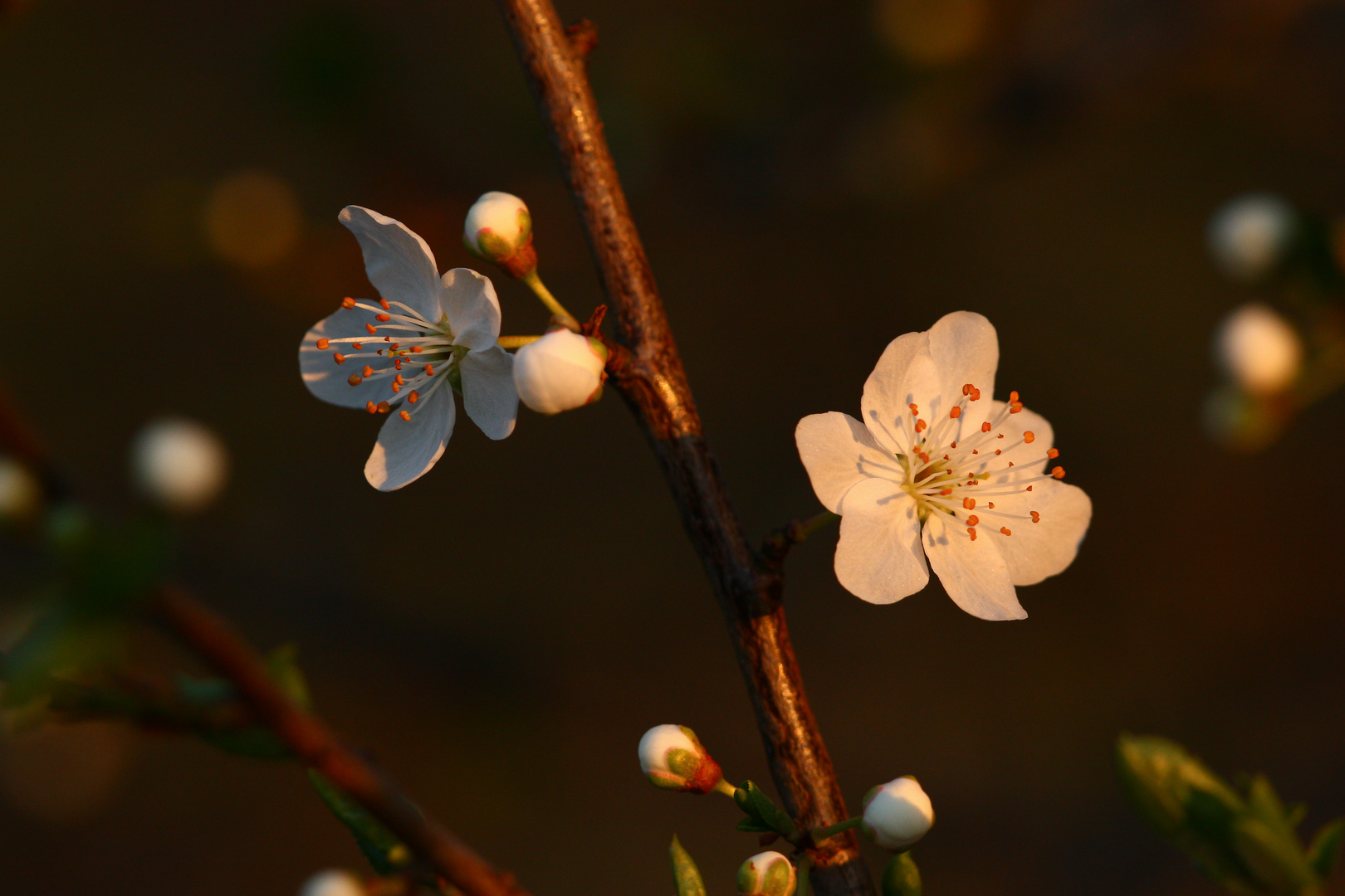 Mirabellenblüte zum Sonnenuntergang