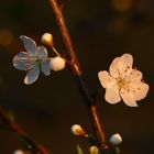 Mirabellenblüte zum Sonnenuntergang