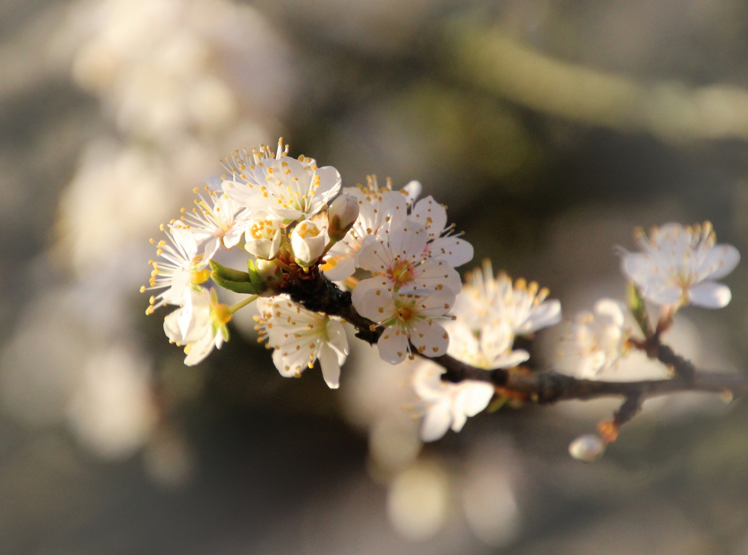 Mirabellenblüten 