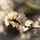 Mirabellenblüten 