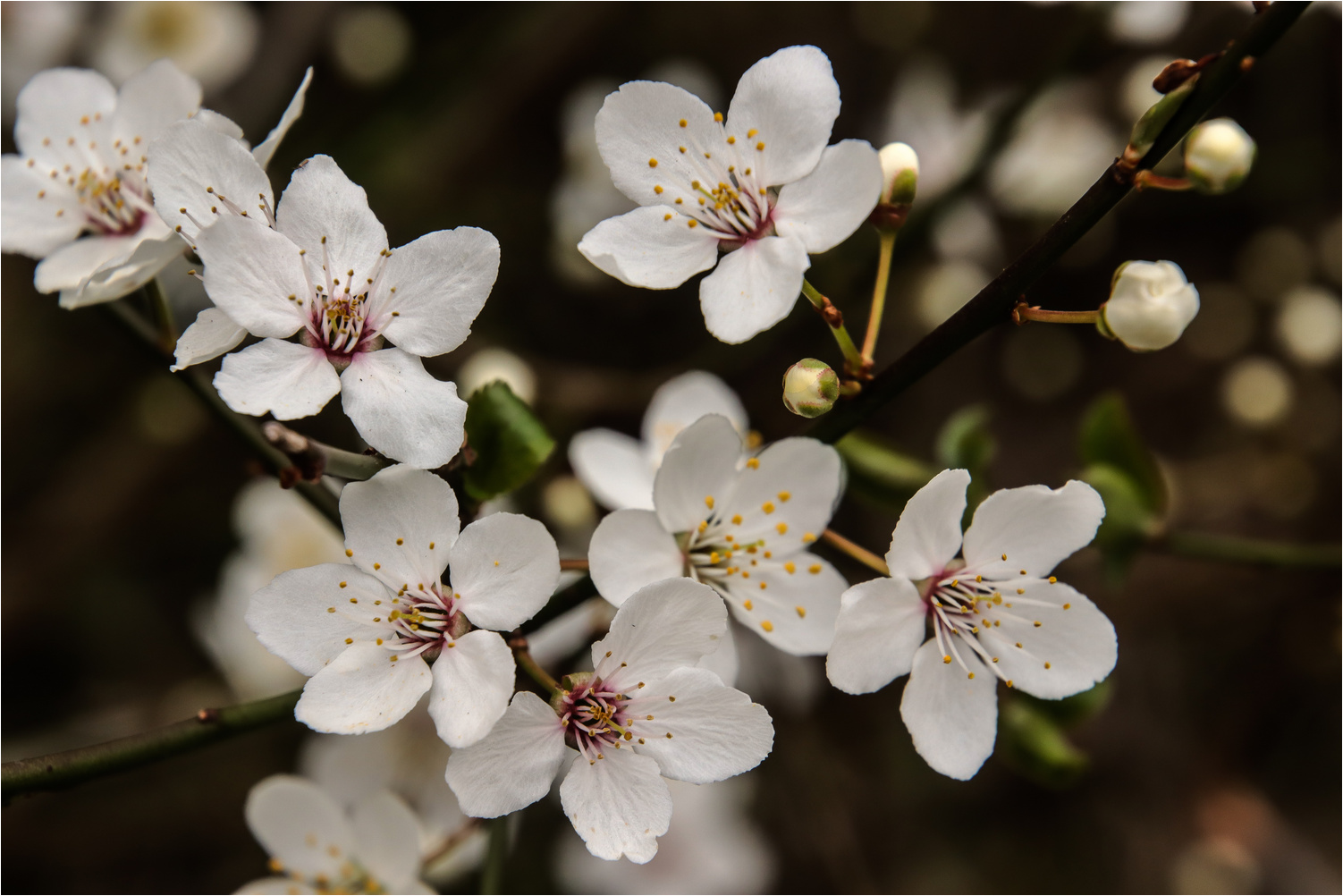 Mirabellenblüten 1