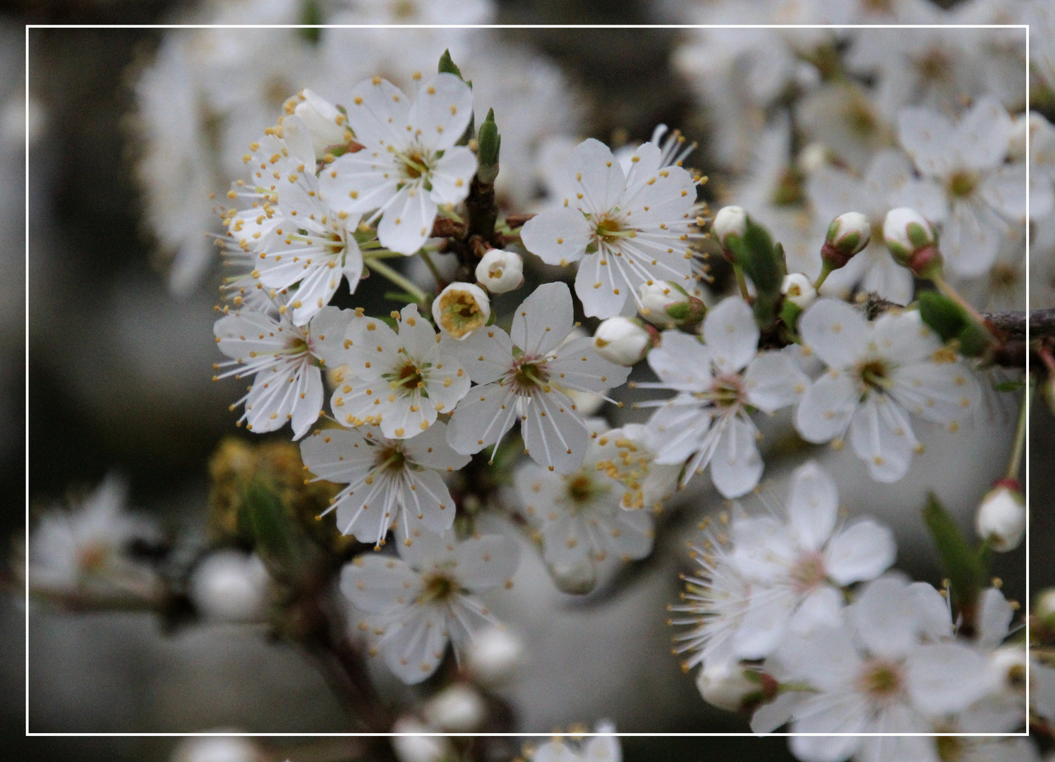  ~  Mirabellenblüten  ~