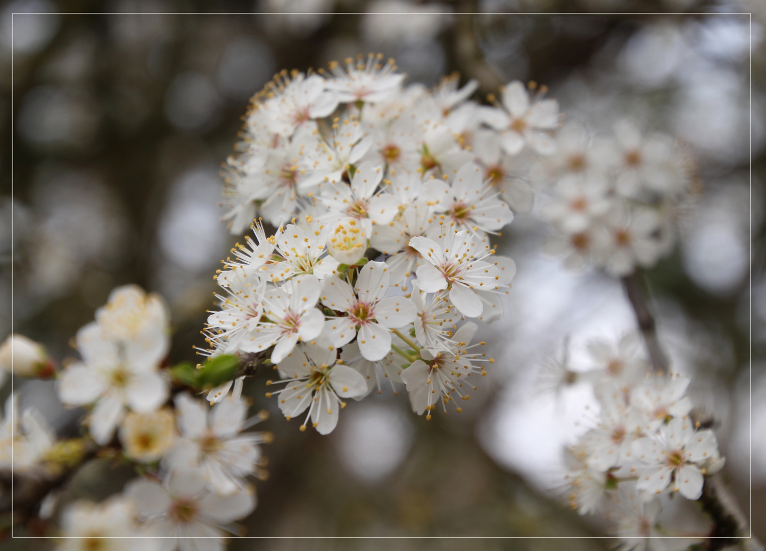 Mirabellenblüten