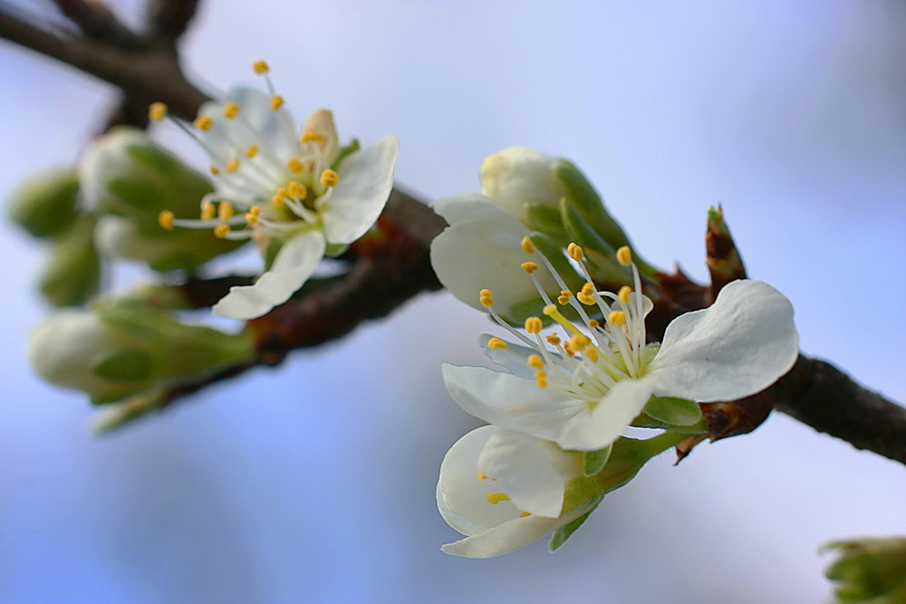 Mirabellenblüten 2