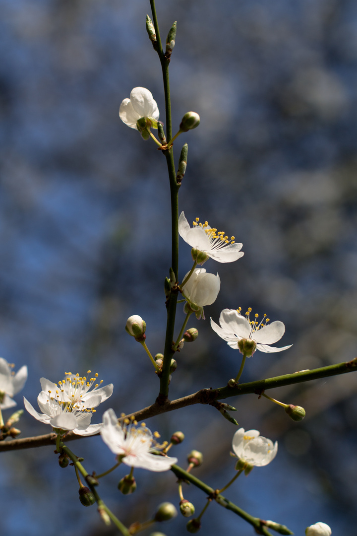 Mirabellenblüten