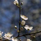 Mirabellenblüten