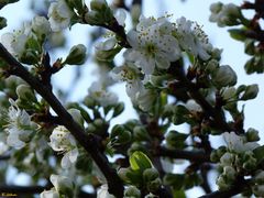 Mirabellenblüten