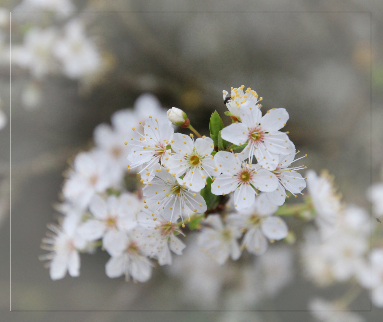  ~ Mirabellenblüten ~