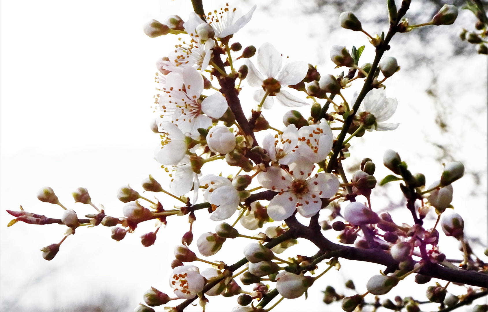 Mirabellenblüten