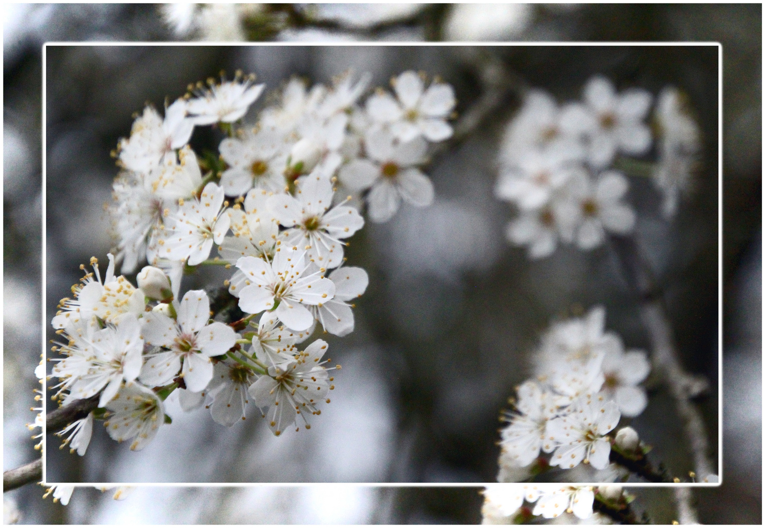 * Mirabellenblüten *