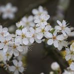  Mirabellenblüten ...