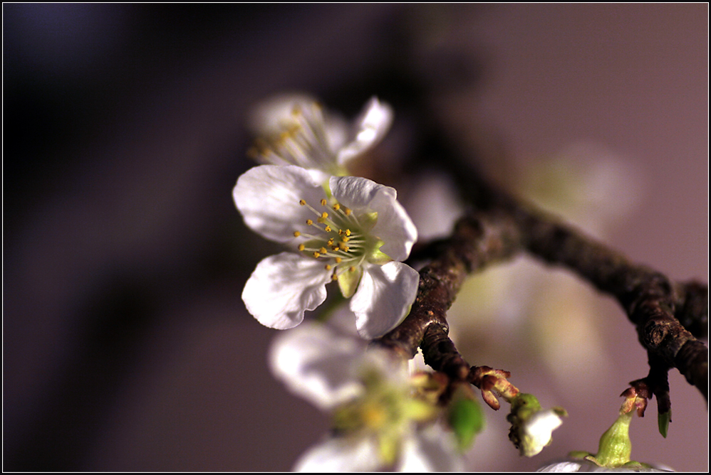 - Mirabellenblüten -