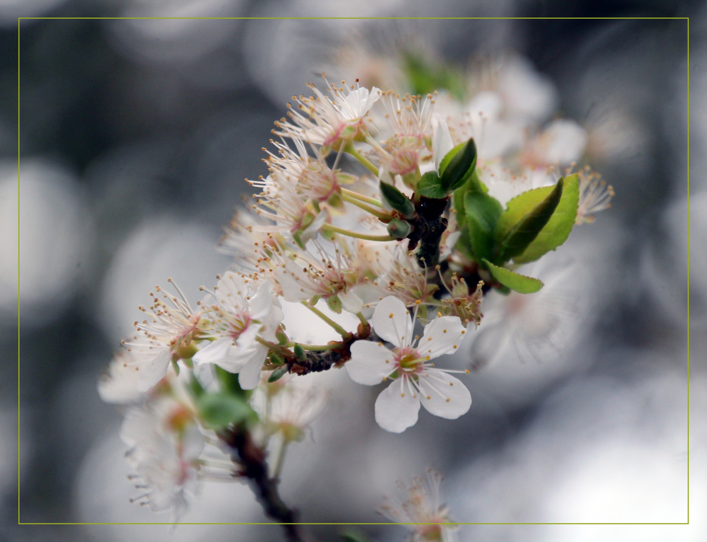 Mirabellenblüten .....