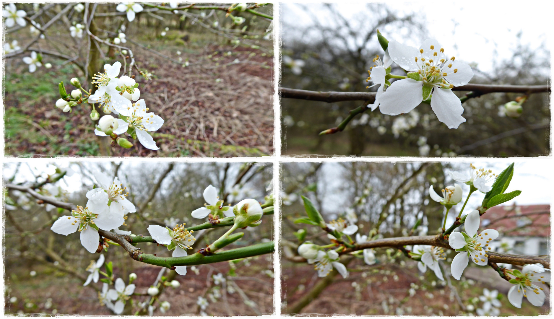 Mirabellenblüten