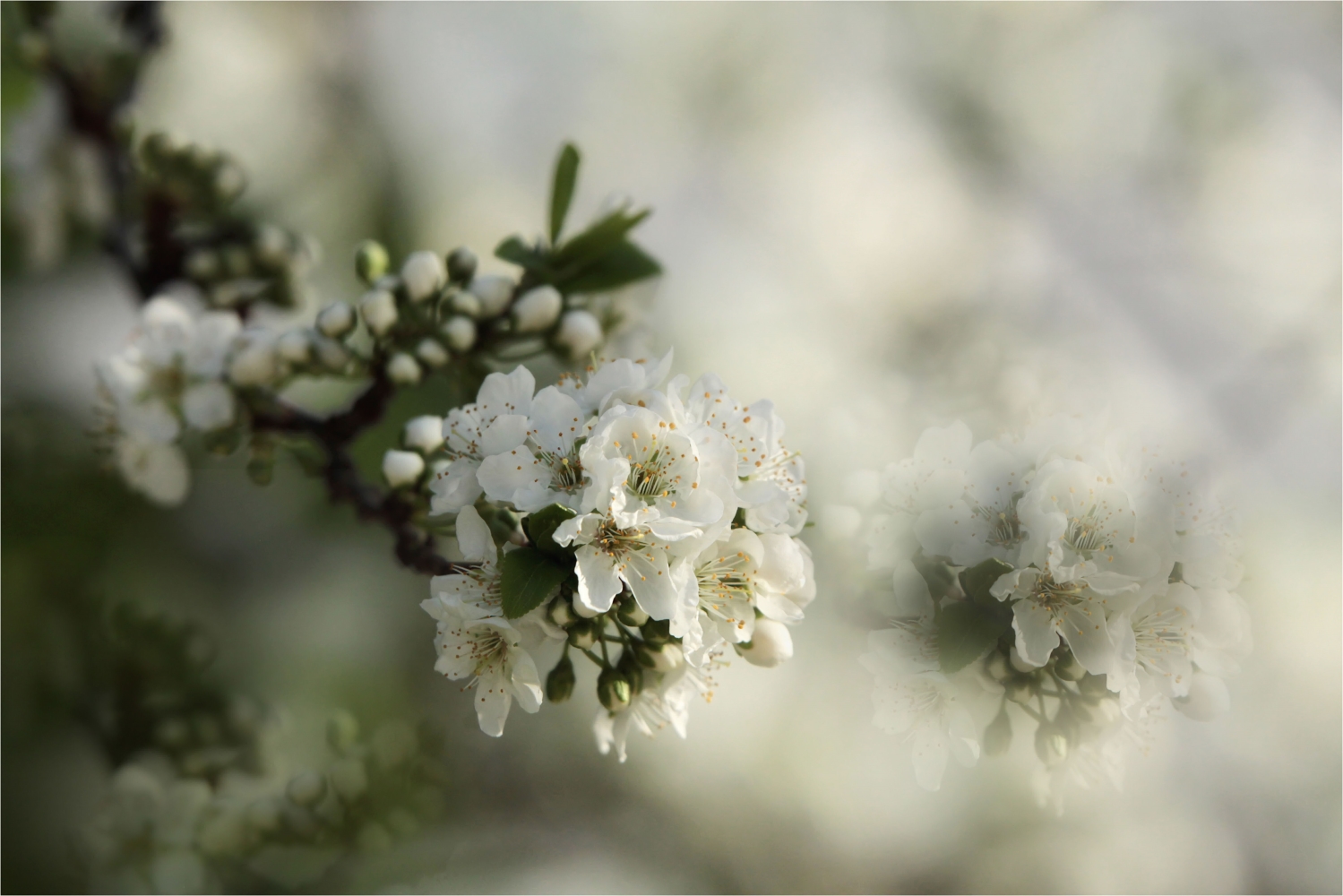 Mirabellenblüten?