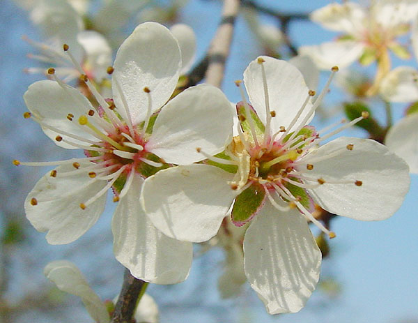 Mirabellenblüten