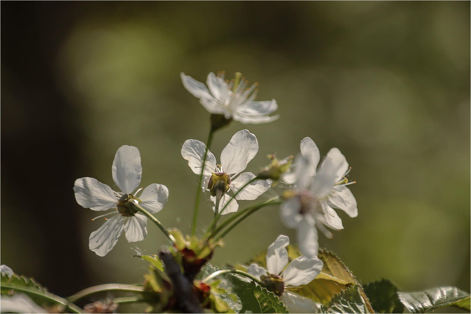 Mirabellenblüten