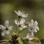 Mirabellenblüten