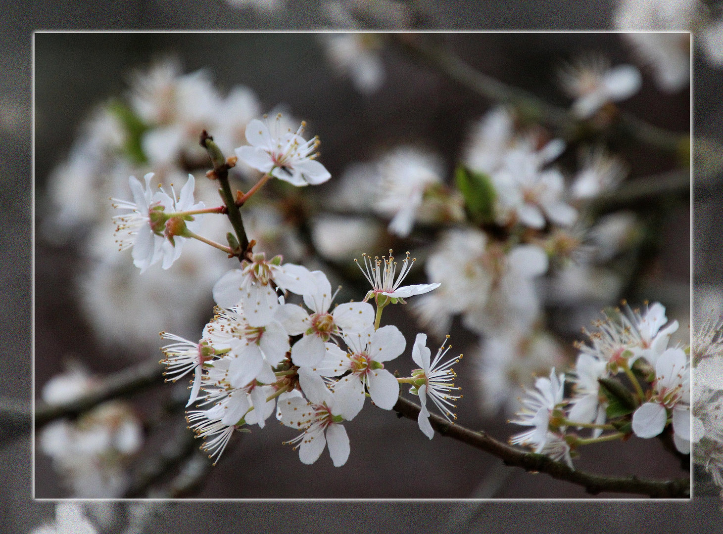 Mirabellenblüten ...