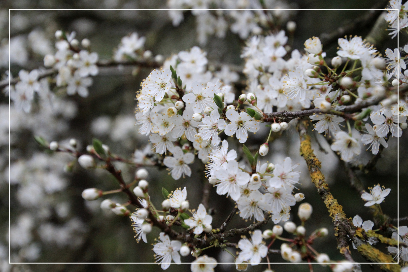   * Mirabellenblüten  *