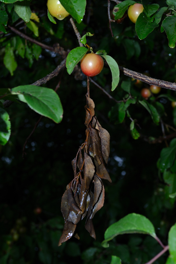 Mirabellenfrucht