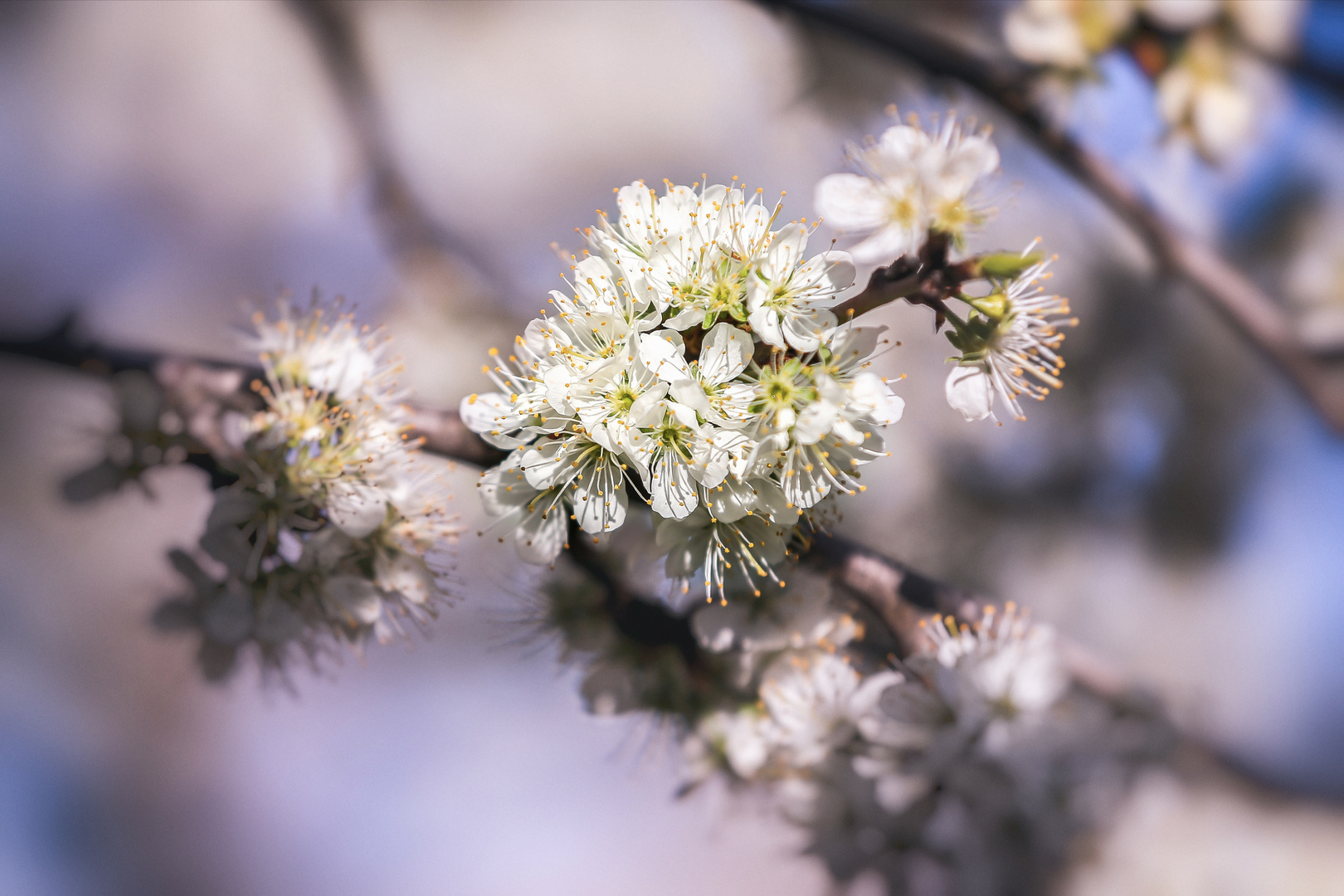 Mirabelles 2