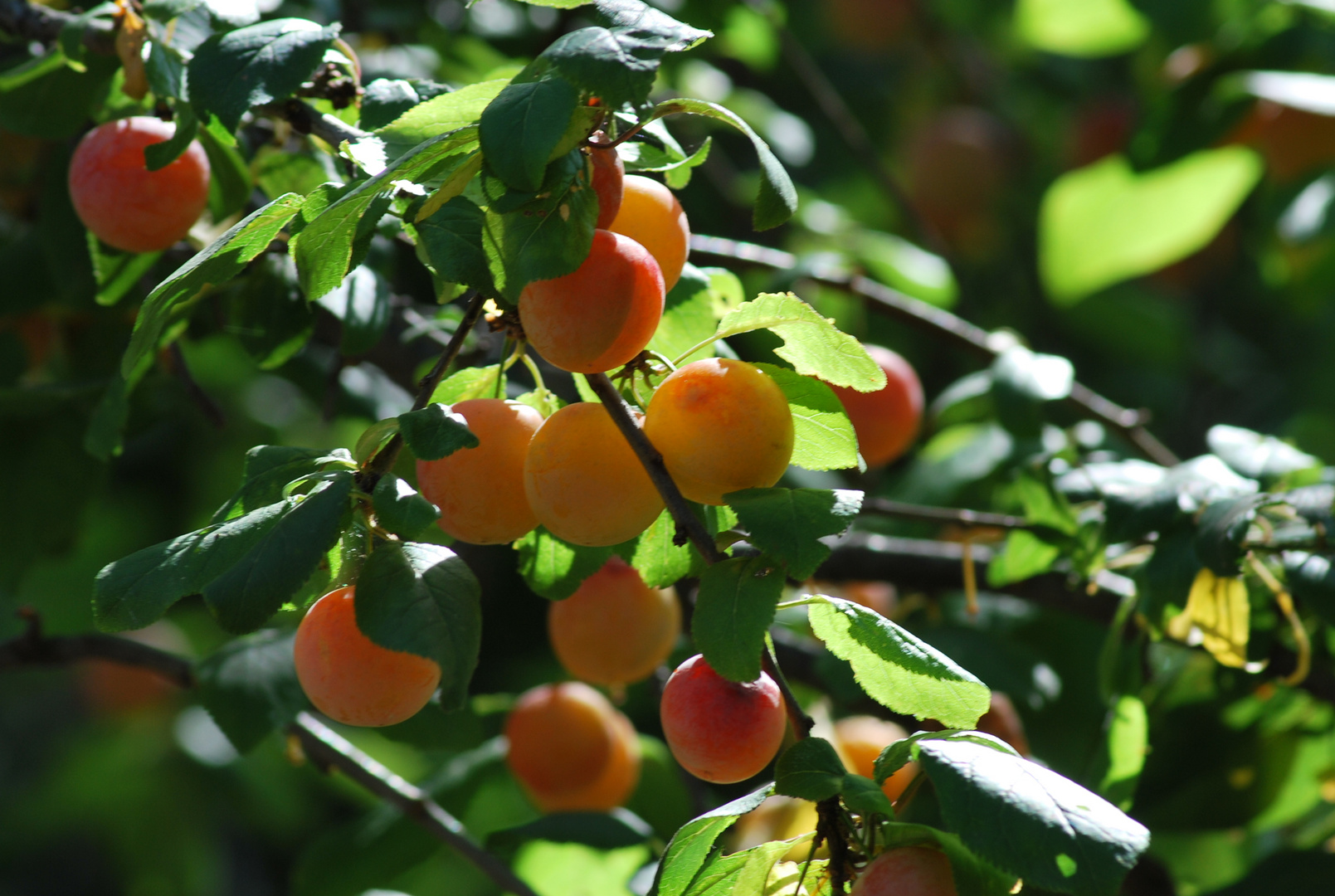 Mirabelles de Lorraine !!!