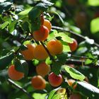 Mirabelles de Lorraine !!!