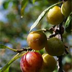 Mirabelles, gorgées de sucre et de soleil - Mirabellen, voller Zucker und Sonne