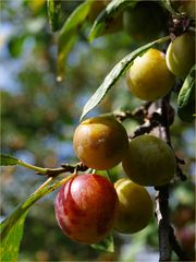 Mirabelles, gorgées de sucre et de soleil - Mirabellen, voller Zucker und Sonne