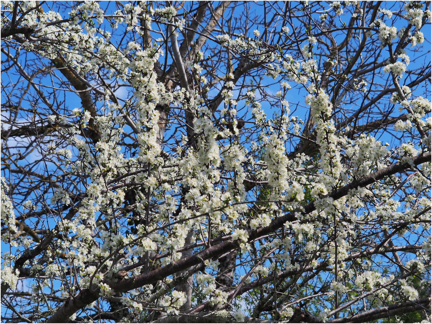 Mirabellier en fleurs