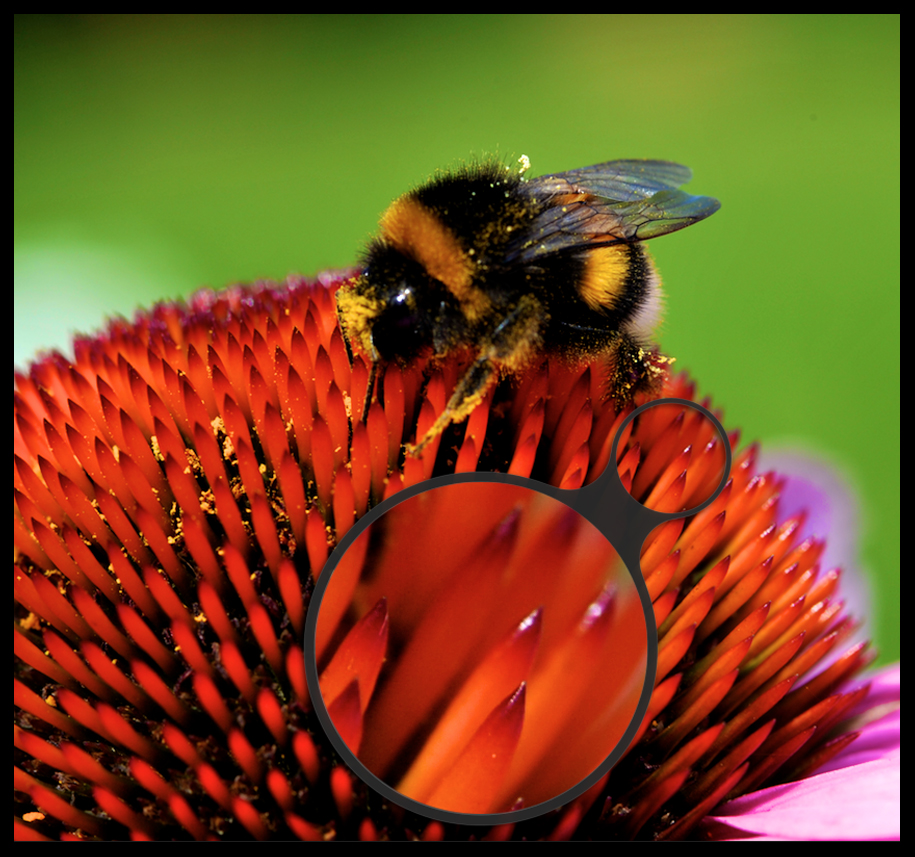 miracle of nature