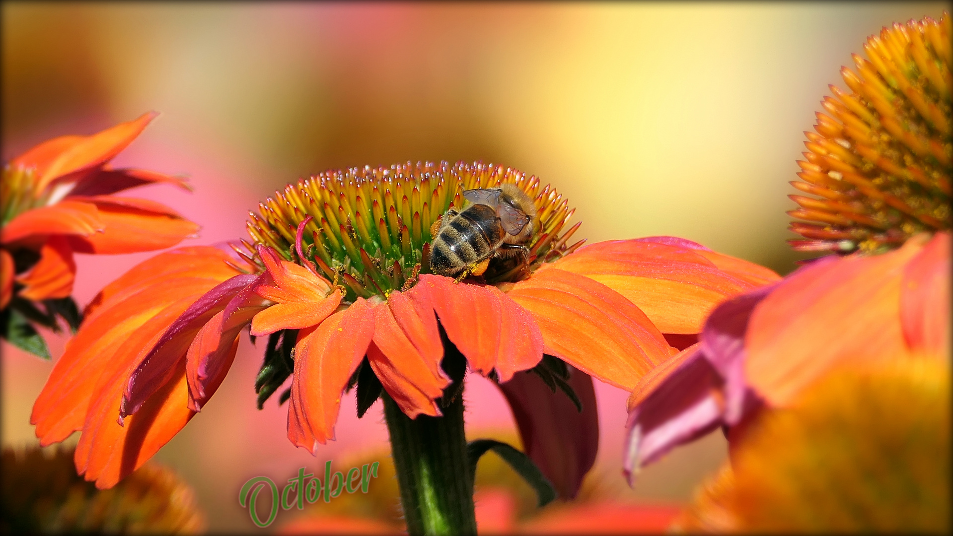 ... miraculous echinacea