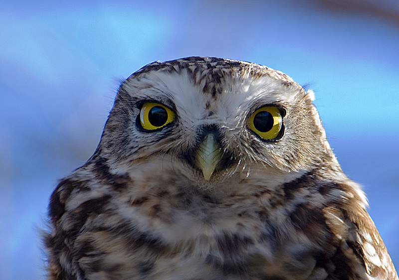 mirada